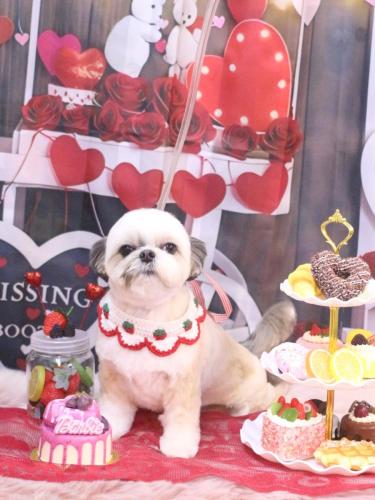 20250208こむぎちゃん